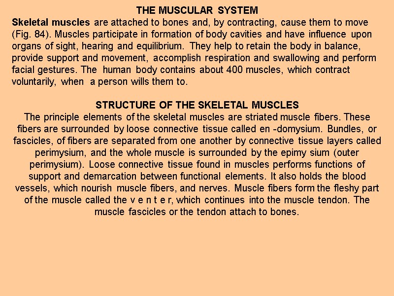 THE MUSCULAR SYSTEM Skeletal muscles are attached to bones and, by contracting, cause them